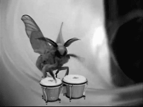 bongo moth